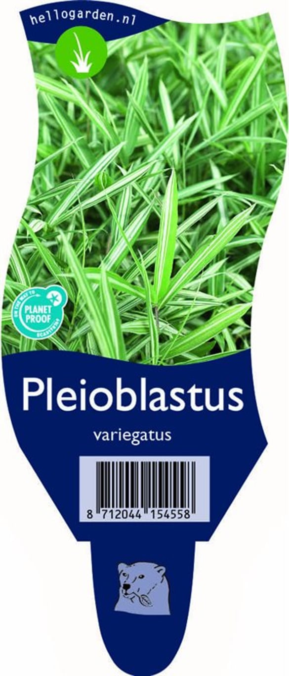 Pleioblastus variegatus - P11